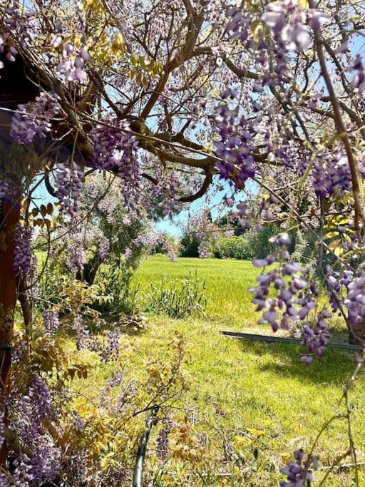 Willa Casa Riva - Among Olive Trees And The Tuscan Coast Vada Zewnętrze zdjęcie